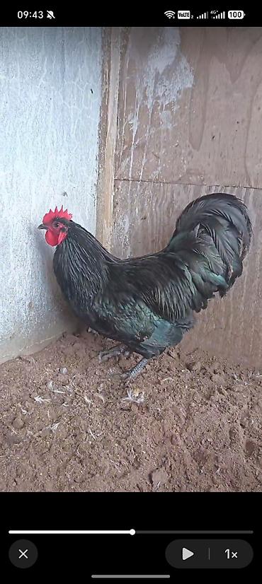 qala sortu qoyun: Australorp xoruzu satılır 6aylıq kim isdəsə əlaqə saxlasın. Ünvan — 2