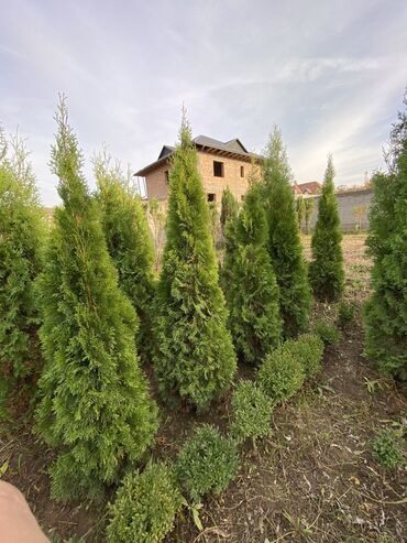 Декоративные деревья: Саженцы деревьев: Туи, Платная доставка — 7