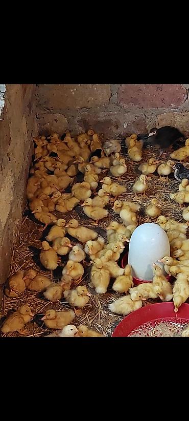 pekin ördeği: Ördək cücələri, Damazlıq, Ödənişli çatdırılma — 6