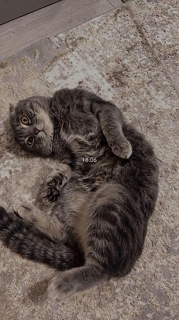 кошка каракол: Шотландская вислоухая кошка (Scottish Fold)

2 годика
Мужчина — 2