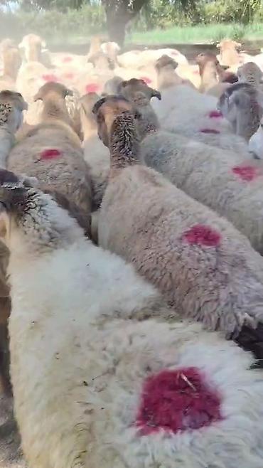 toyuq ucuz qiymete: Dişi, il: 1, Damazlıq, Pulsuz çatdırılma — 4