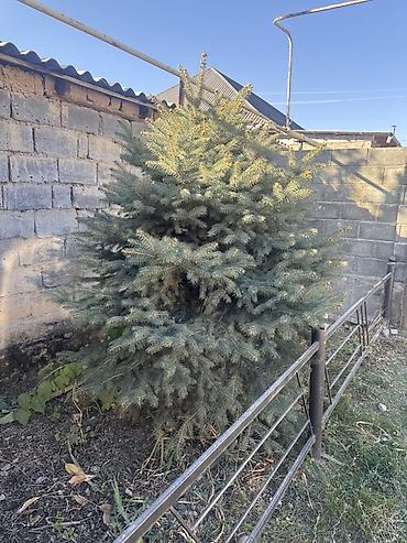 секатор сучкорез: Ель голубая (Picea pungens, Blue Spruce) — взрослые декоративные — 3