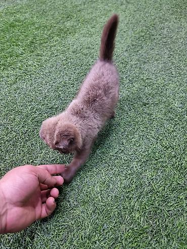 Кошки: Skotiş fold balaları – ağ və boz rənglərdə - Cins: Scottish Fold — 7