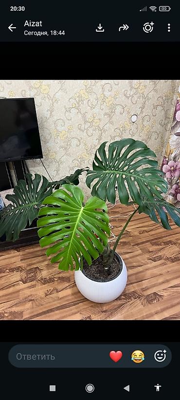 Монстера делициоза (Monstera deliciosa) в декоративном кашпо -