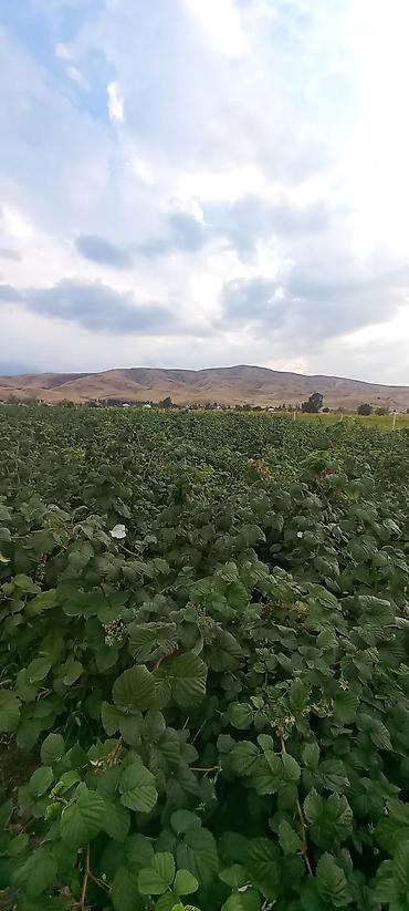 Малина: Малина — 7