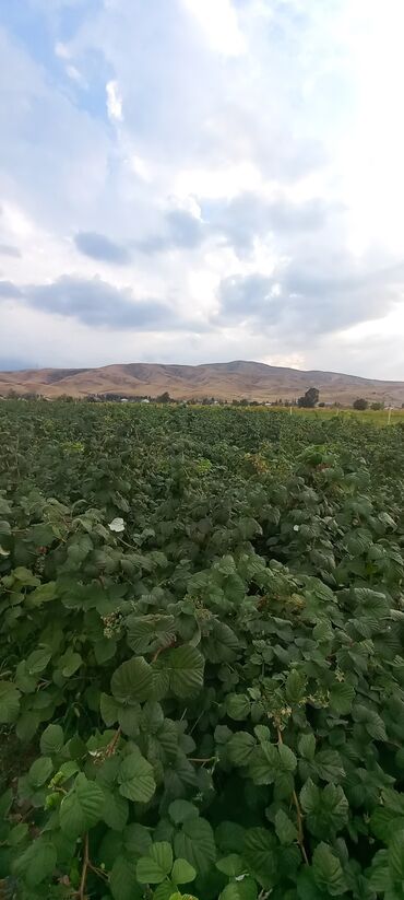 Малина: Малина Оптом — 7