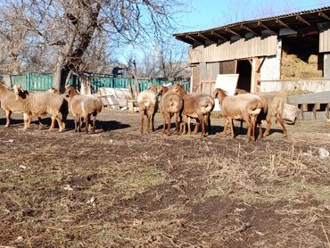 Бараны, овцы: Продаю | Овца (самка) | Для разведения | Матка — 6