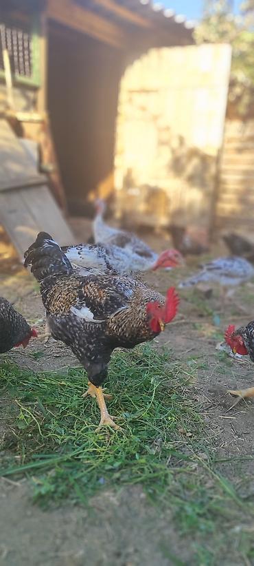 barter xoruz: Xarkov xoruzu satılır 4 ayligdilar — 3