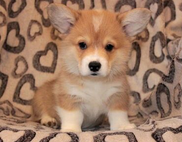 İtlər: Korgi, 2 ay, Erkek, Sənədli, Pulsuz çatdırılma — 25