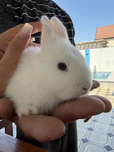 menks cinsli pişik: Miniatür dovşan balası - Növ: dekorativ/mini dovşan - Rəng: əsasən — 3