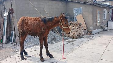 Лошади, кони: Продаю | Кобыла (самка) | Рабочий — 11