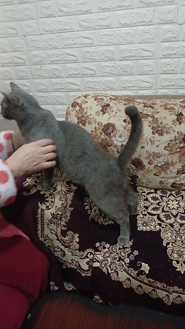 Pişiklər: Britan, Dişi, Yaxşı əllərə, Pulsuz çatdırılma — 10