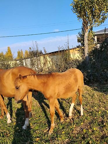 вислоухий баран кролик купить: Продаю | Жеребенок | Английская, Арабская | Конный спорт | Племенные — 3