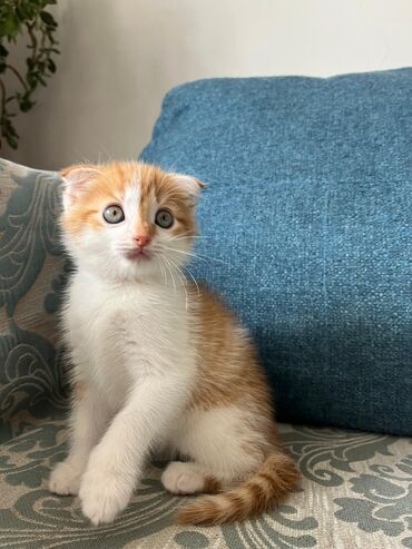 Коты: 1)Рыжий котенок-Вислоухая скоттиш фолд смешанная.Девочка.Почти 2 мес
