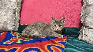 серая кошка: Котёнок, серый тигровый окрас - Домашний короткошёрстный котёнок с — 1