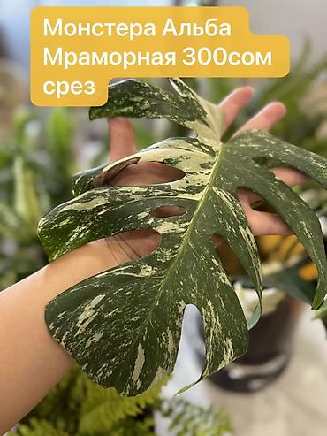 Монстеры: Монстера вариегатная — черенки: - Монстера Альба «Мраморная»: срез — 4