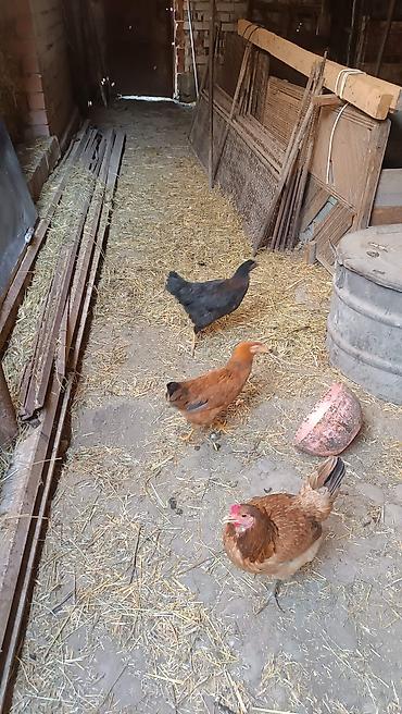 Продам с/х животных: Продаю | Куры | Домашняя | Несушки — 4