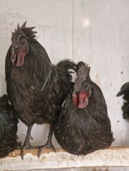 купить собаку охотничью: Сатам | Короздор | Көбөйтүү үчүн