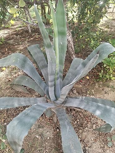 bakida toxum satisi: Gül satilir. Aqavadır adı.Boyukleri 40 manat. Balacaları 30 manat — 1