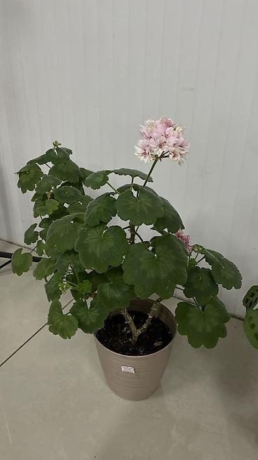 Другие комнатные растения: Домашние цветы от мамы 🌸 Продаём комнатные цветы — мама выращивает — 9