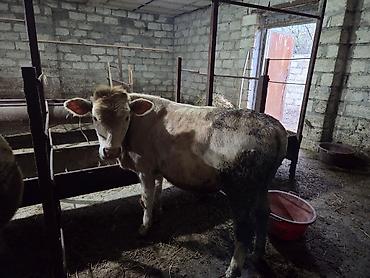 it adları erkek: Iki eded erkek dana satilir bordaga cox gözel.ag dana sort cins — 2