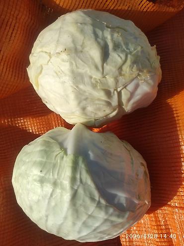 Капуста: Капуста Белокачанная — 9