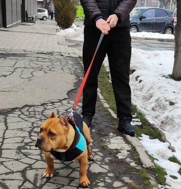 Собаки: Продам привязной кабель Американский Булл с полным пакетом документов