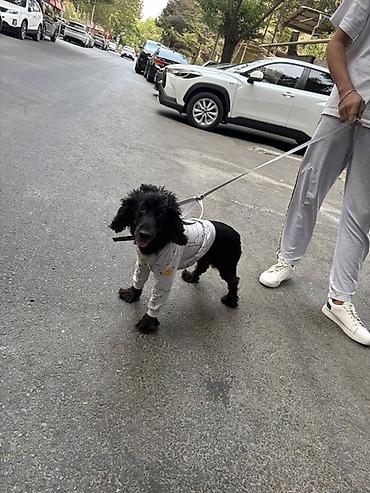 i̇t afcarka: Koker spaniyel, 1 il, Erkək, Peyvəndli — 1