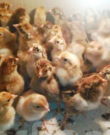 карликовой кури: Продаю | Цыплята | Кучинская | На забой, Для разведения, Несушки