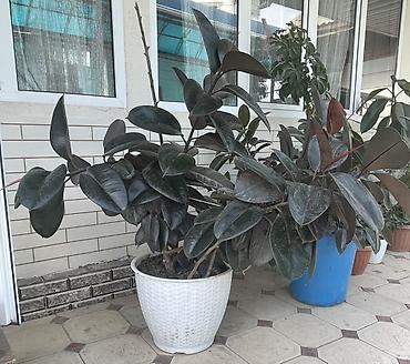 детские ковры бишкек: Фикус эластика (Ficus elastica, «каучуконосный») в крупном напольном — 2