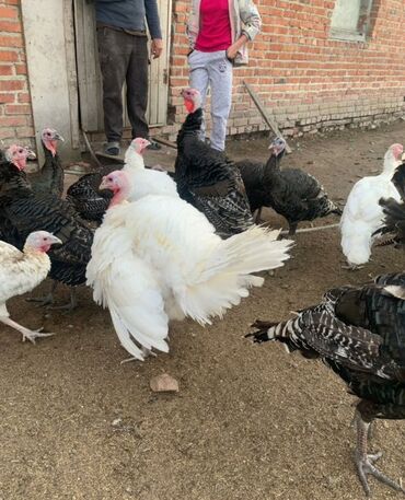 сколько стоит щенок овчарки: Сатам | Тооктор, Короздор