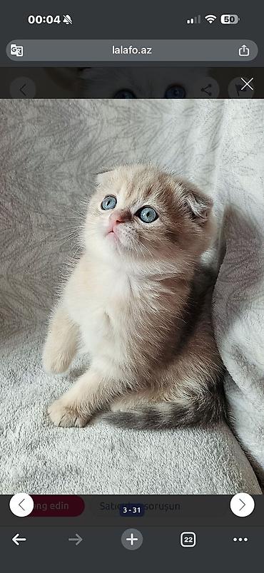 Pişiklər: Britan — 5