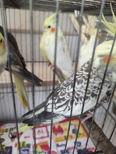 Tutuquşları: Qəfəs quslar — 14