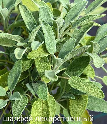 Другие виды семян и саженцев: Все растения что на фото, есть в наличии — 17