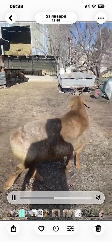 Баран, овца: Продаю | Баран (самец) | Арашан — 6