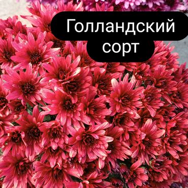 мебель под заказ кровати: Көчөттөр гүлдүн: Хризантемалар