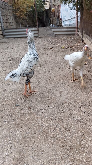 Toyuqlar: Toyuq, Damazlıq, Ünvandan götürmə — 11