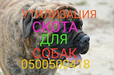 продаю скот: Сатып алам | Уйлар, букалар, Жылкылар, аттар | Бардык шартта, Күнү-түнү, Өзү алып кетүү