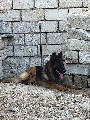 it sekli: Alman çoban iti, Erkək, Peyvəndli — 2