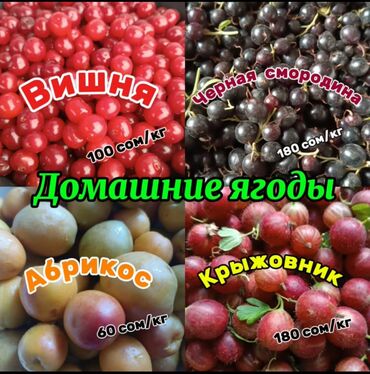 мебель столы стулья: Ягоды на заказ крыжовник 180 сом/кг чёрная смородина 180 сом/кг