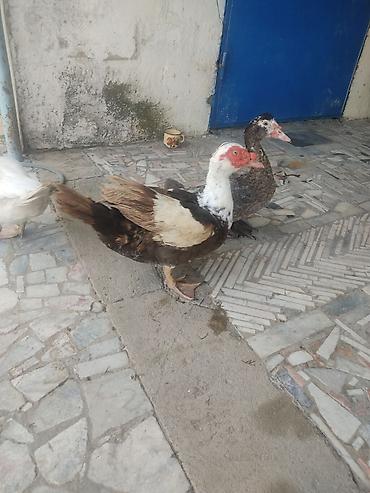 Ördəklər: Tam saglam lal ordekler — 16