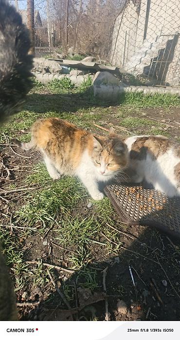 Отдам даром кошку: Кошка даром: Беспородная, Девочка at lalafo.kg — 13 Отдам даром кошку: Кошка даром: Беспородная, Девочка — 13