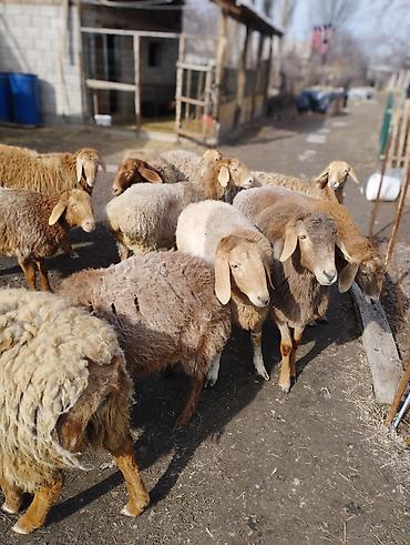 Баран, овца: Продаю | Ягненок | Арашан, Полукровка | Для разведения | Ярка — 2