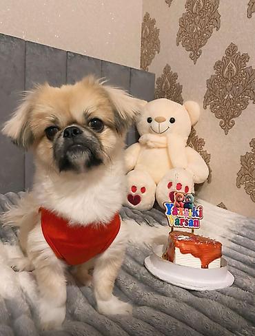 İtlər: Pekines, 1 il, Erkək, Peyvəndli — 2