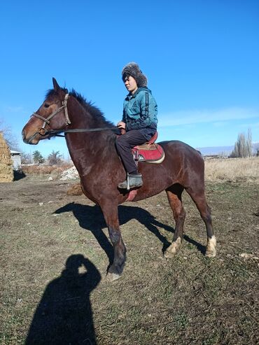 Лошади, кони: Продаю | Жеребец | Рабочий — 7