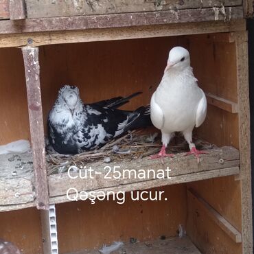Heyvanlar üçün mallar: Yaxşı ucurlar. Envan:binə 070 734 62 21
