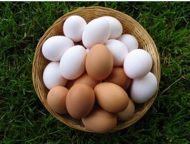 яйца оптом сокулук в Кыргызстан | Сүт азыктары жана жумурткалар: Продаю настоящие домашние яйца. 1 шт 10 сом. Сокулукта. Тел