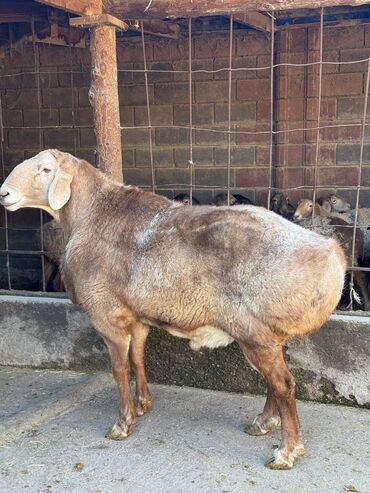 Баран, овца: Продаю | Баран (самец) | Арашан | Для разведения | Осеменитель — 4