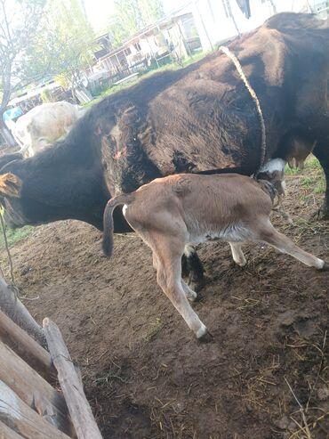 животные корова: Продаю | Корова (самка) | Для разведения, Для молока