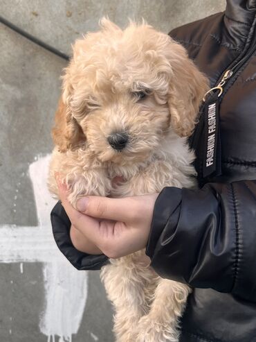 İtlər: Pudel, 2 ay, Erkek, Peyvəndli, Ödənişli çatdırılma — 5